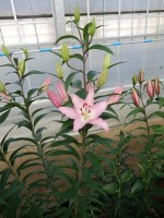 [5387 Sheila VOF VZ No02.JPG]